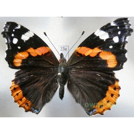 Vanessa atalanta (Linnaeus, 1758) Poland23e